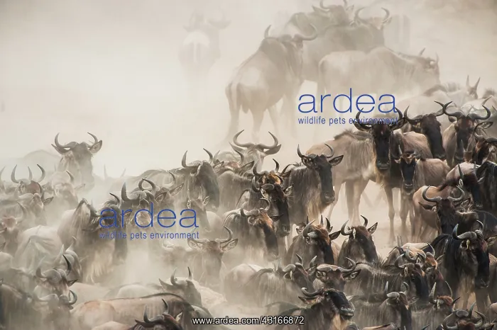 : Wildebeest : Wildebeest