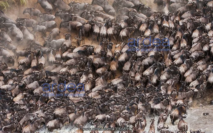  : Wildebeest