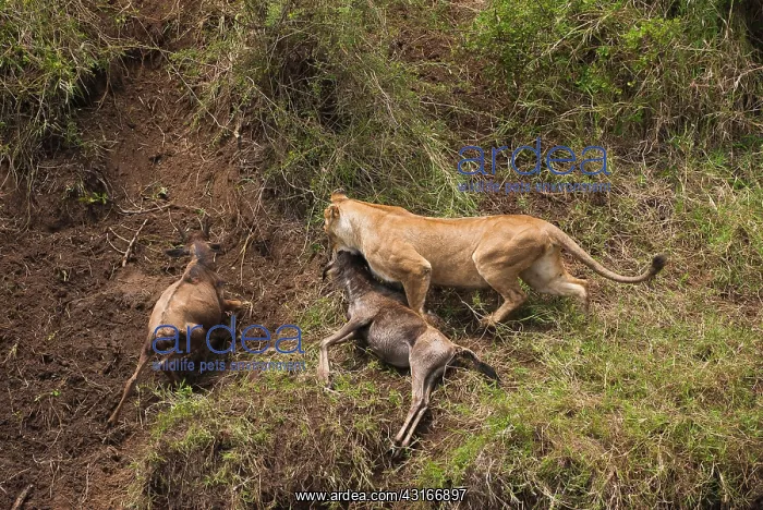 : Wildebeest : Wildebeest