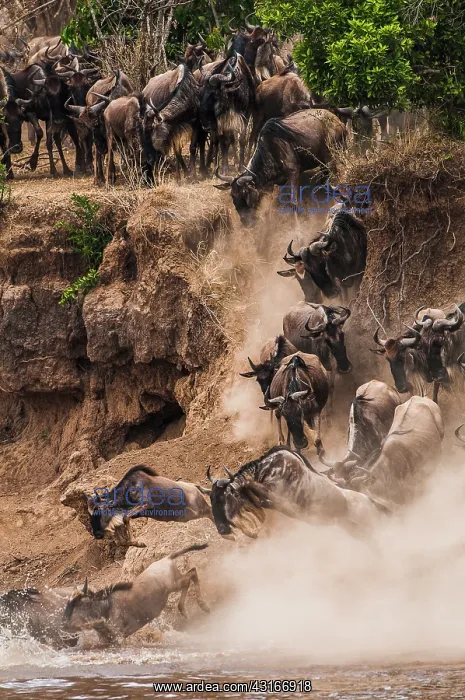 : Wildebeest : Wildebeest