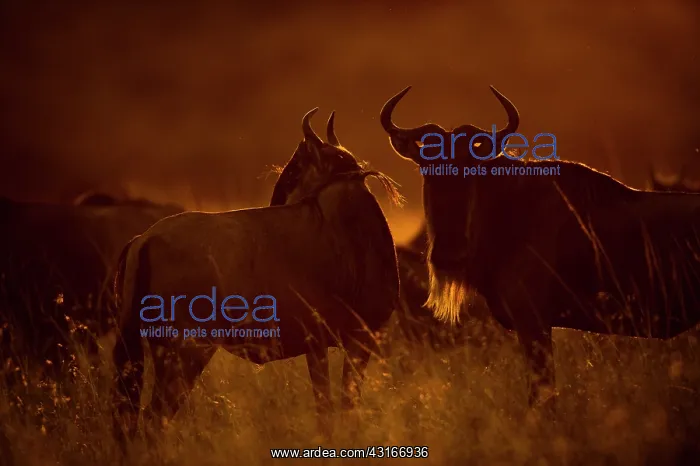  : Wildebeest