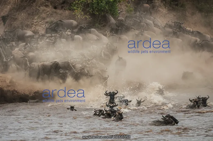 : Wildebeest : Wildebeest