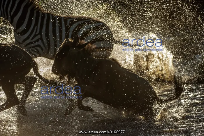 : Wildebeest : Wildebeest