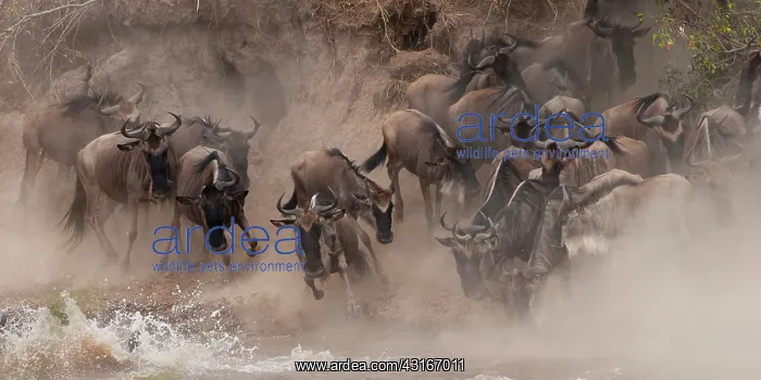 : Wildebeest : Wildebeest