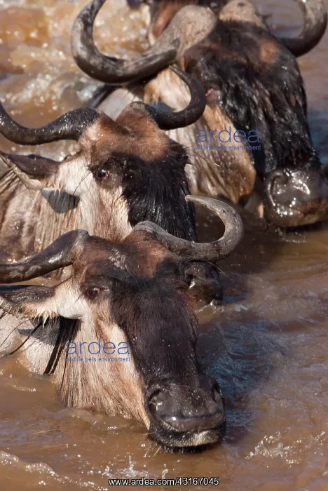 : Wildebeest : Wildebeest