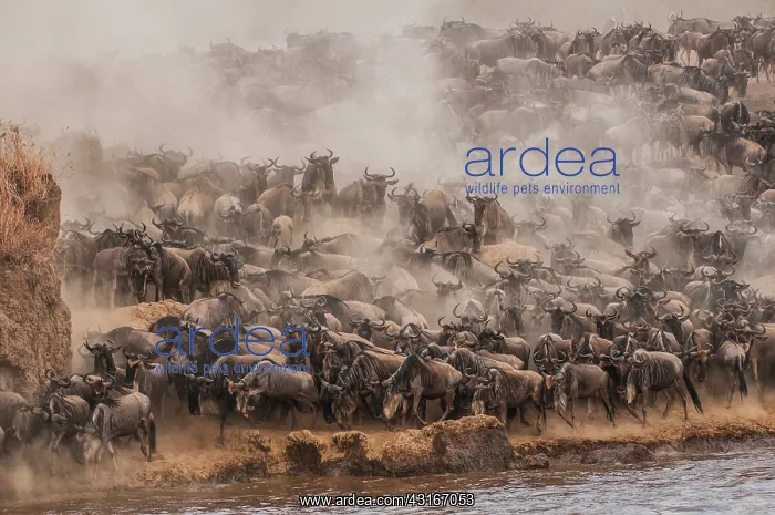  : Wildebeest