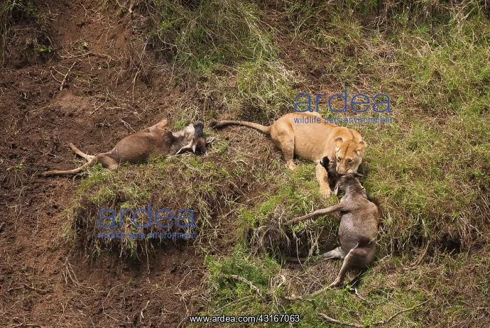 : Wildebeest : Wildebeest