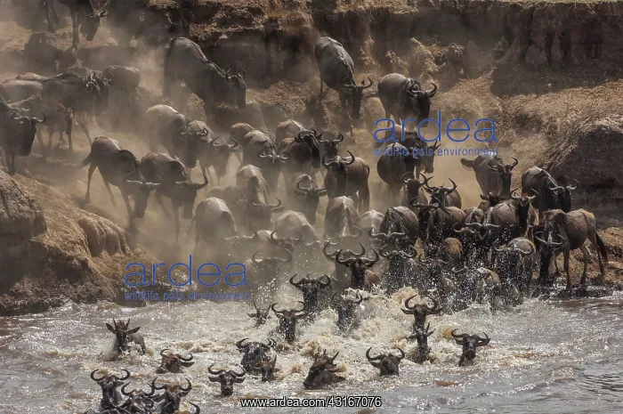 : Wildebeest : Wildebeest