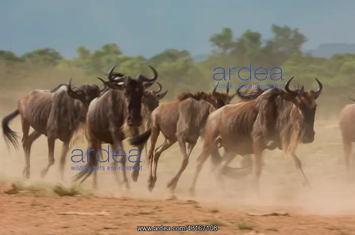 : Wildebeest : Wildebeest