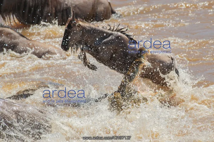 : Wildebeest : Wildebeest