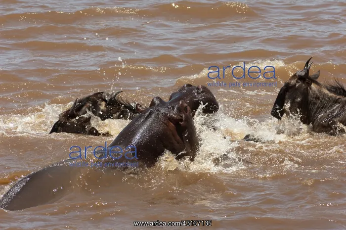 : Wildebeest : Wildebeest