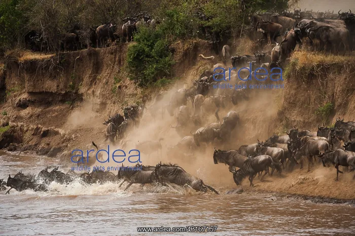 : Wildebeest : Wildebeest