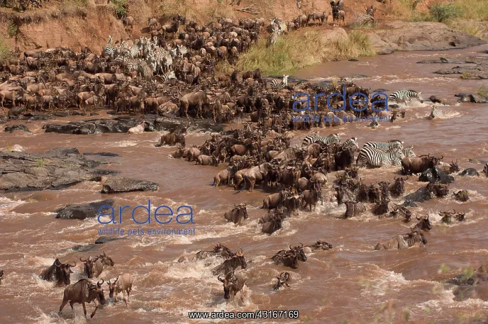 : Wildebeest : Wildebeest