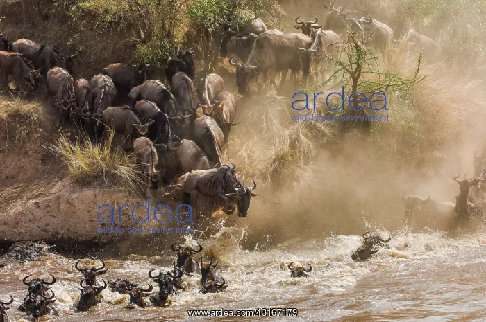 : Wildebeest : Wildebeest