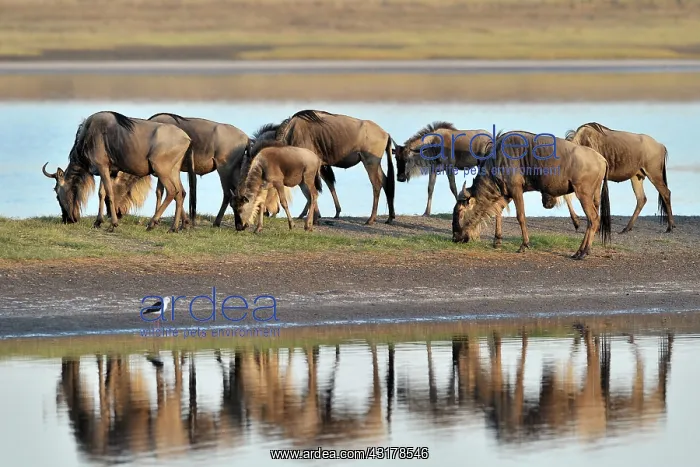 : Wildebeest : Wildebeest