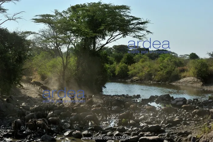 : Wildebeest : Wildebeest