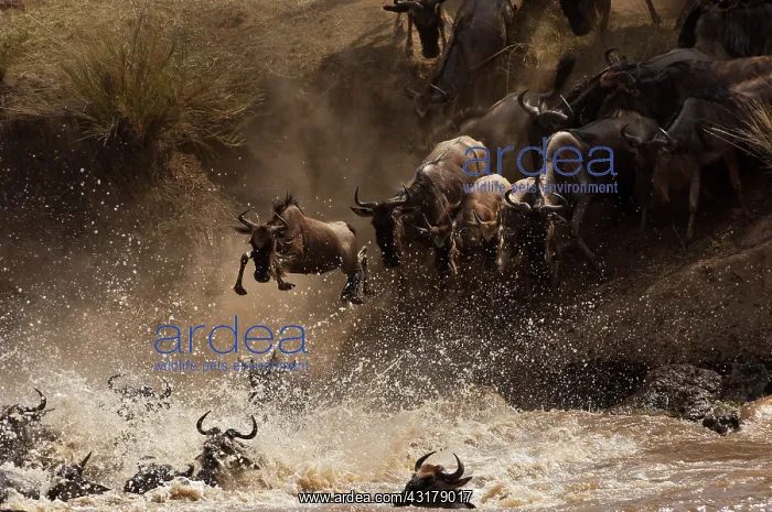  : Wildebeest