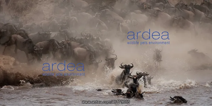 : Wildebeest : Wildebeest