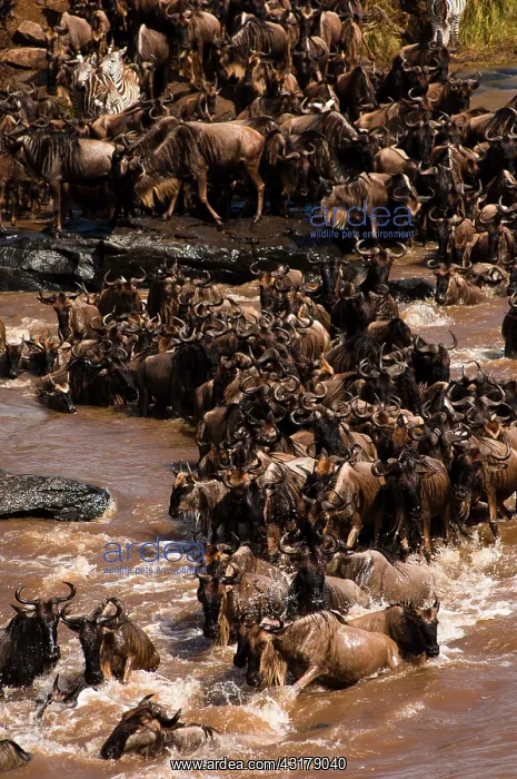 : Wildebeest : Wildebeest