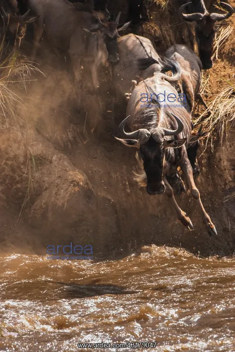 : Wildebeest : Wildebeest