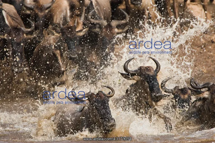 : Wildebeest : Wildebeest