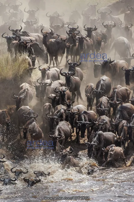 : Wildebeest : Wildebeest
