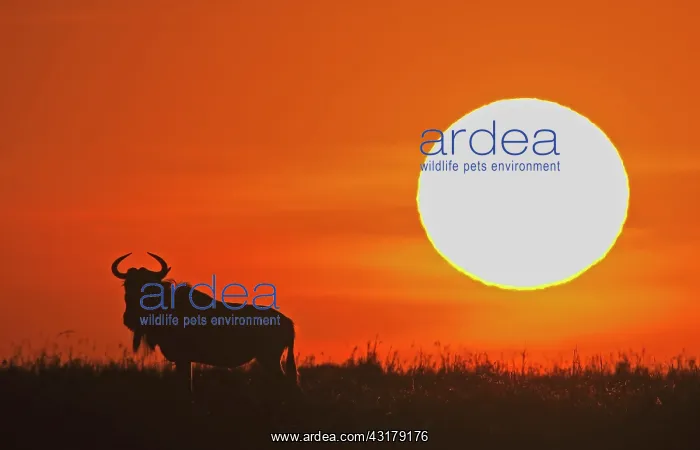 : Wildebeest : Wildebeest