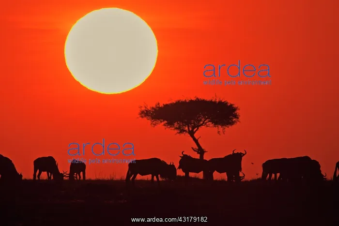 : Wildebeest : Wildebeest