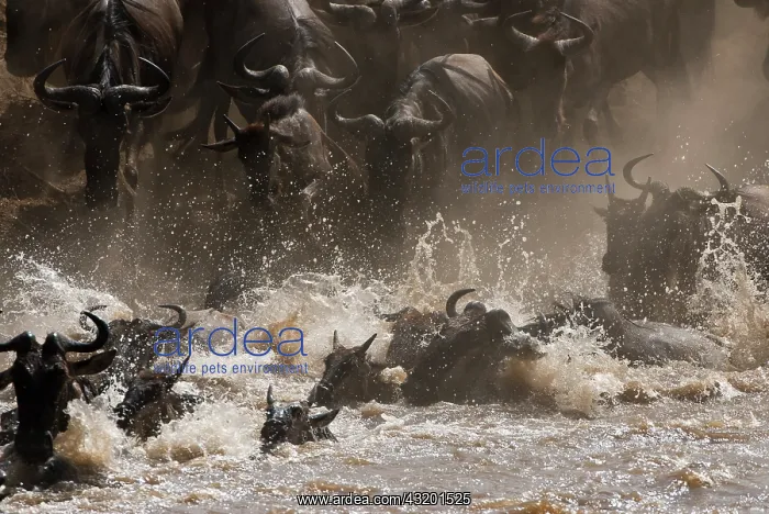 : Wildebeest : Wildebeest