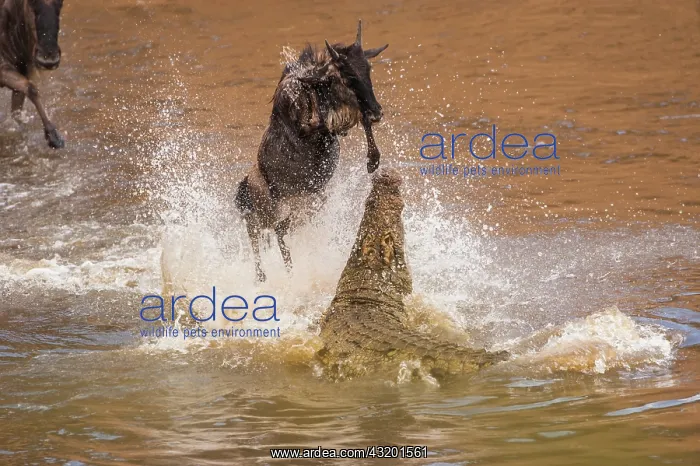 : Wildebeest : Wildebeest