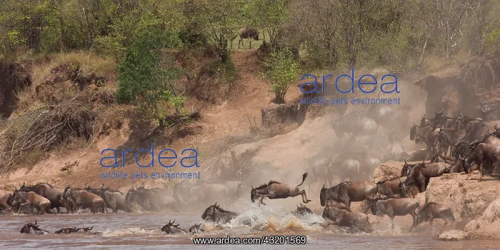 : Wildebeest : Wildebeest