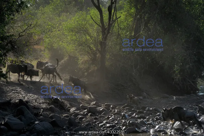 : Wildebeest : Wildebeest
