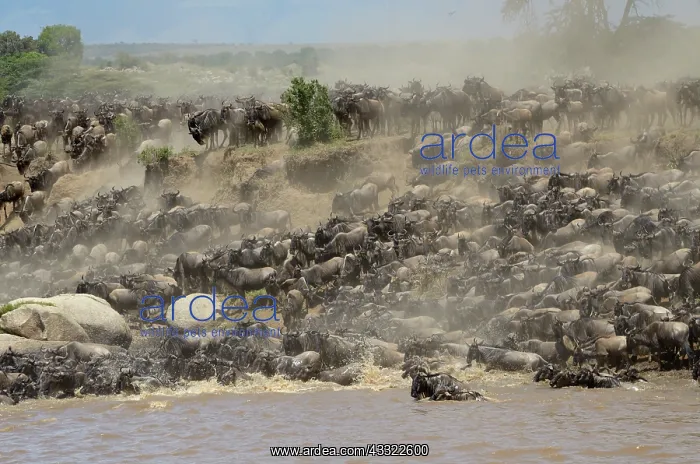 : Wildebeest : Wildebeest