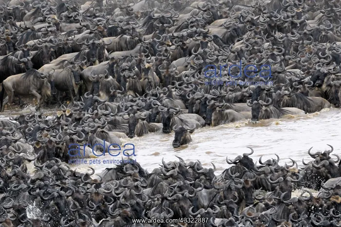 : Wildebeest : Wildebeest