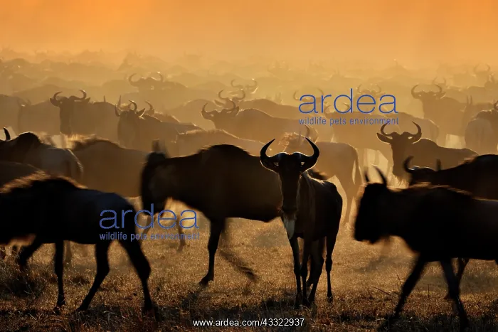 : Wildebeest : Wildebeest