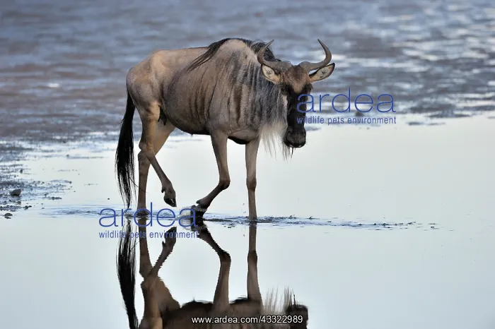 : Wildebeest : Wildebeest