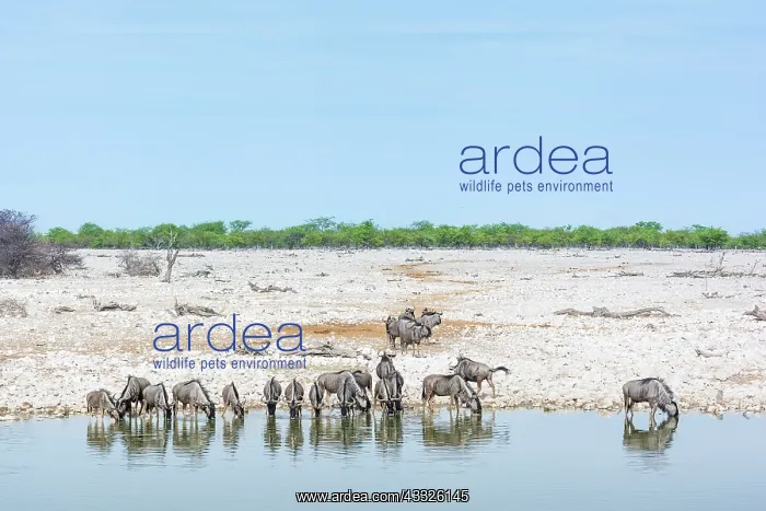 : Wildebeest : Wildebeest