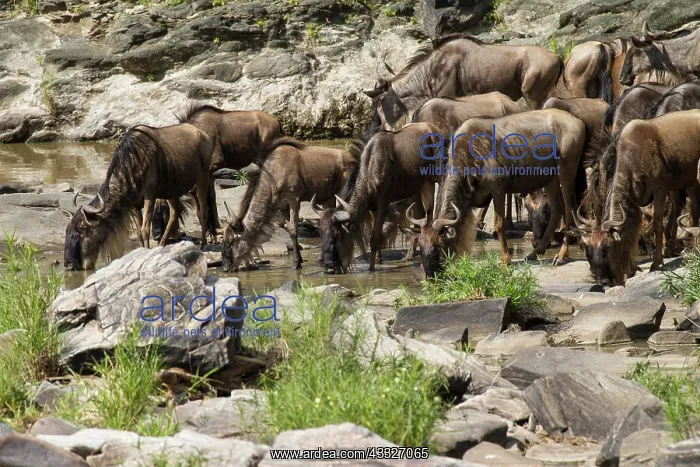 : Wildebeest : Wildebeest