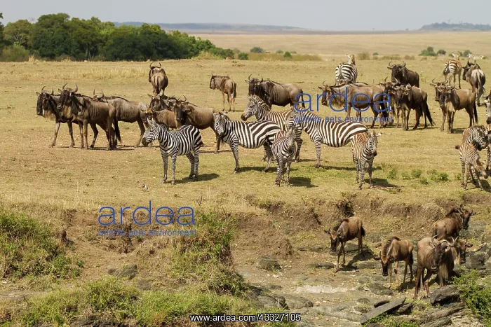 : Wildebeest : Wildebeest