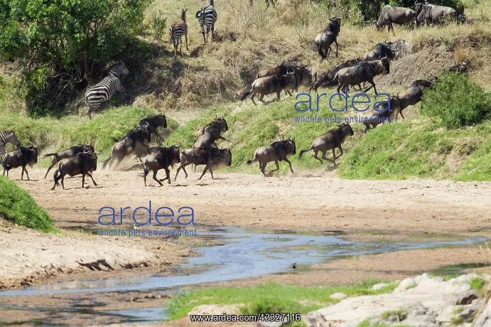 : Wildebeest : Wildebeest