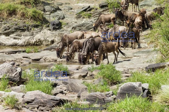: Wildebeest : Wildebeest