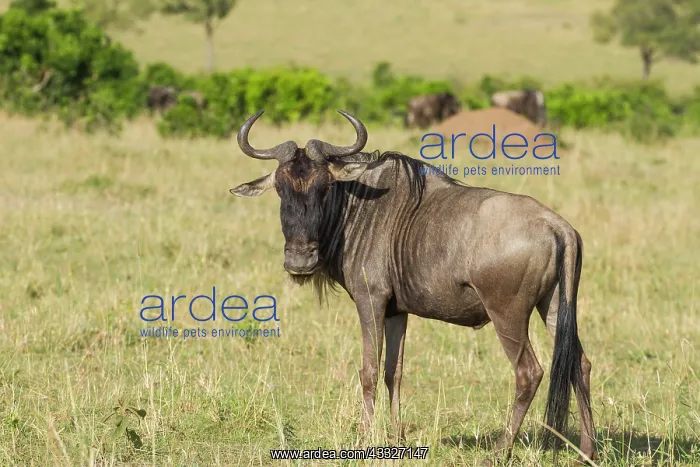 : Wildebeest : Wildebeest