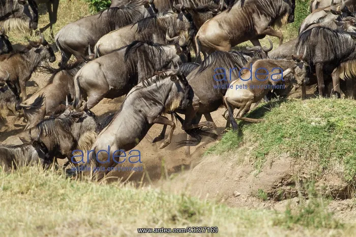 : Wildebeest : Wildebeest