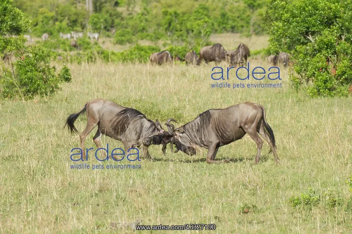 : Wildebeest : Wildebeest