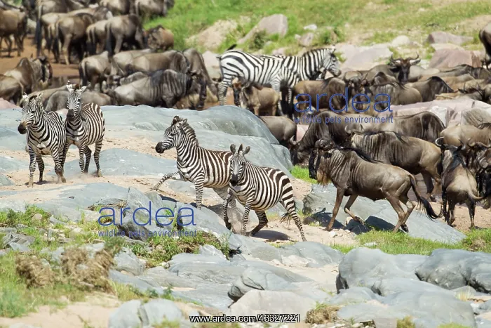 : Wildebeest : Wildebeest