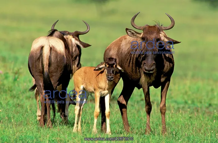  : Wildebeest - adult with calf