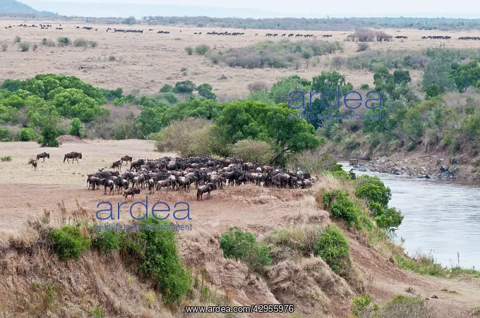 : Wildebeest - amassing at river prior to crossing : Wildebeest - amassing at river prior to crossing