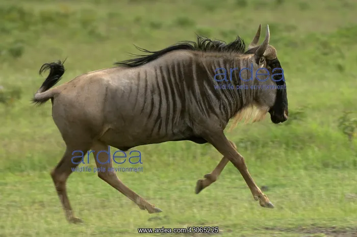 : Wildebeest at Amboseli National Park, Kenya : Wildebeest at Amboseli National Park, Kenya