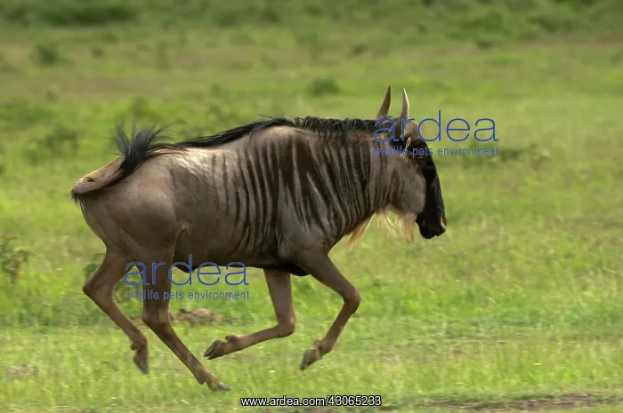 : Wildebeest at Amboseli National Park, Kenya : Wildebeest at Amboseli National Park, Kenya