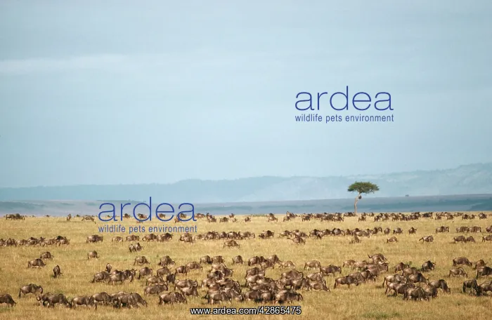 : Wildebeest - during their annual migration : Wildebeest - during their annual migration